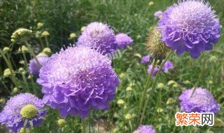 紫盆花的花语是什么 紫荷的花语