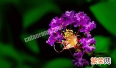 紫薇花的含义是什么 紫薇花的花语以及意义