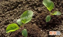 植物生长调节剂的定义 植物生长调节剂的定义及特点