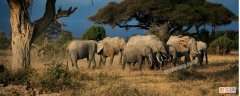 大象是几级保护动物 大象是几级保护动物2021