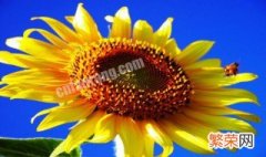 太阳花的象征意义是什么 太阳花的含义是什么