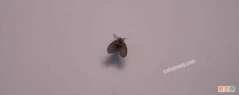 厨房里面为什么有特别特别小的虫子 厨房里面为什么有特别特别小的虫子怎么办