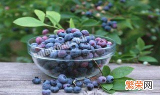 蓝莓栽培方法视频 蓝莓栽培方法