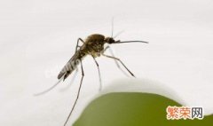 什么血型最招蚊子咬 什么血型最招蚊子