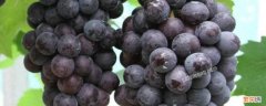 黑葡萄上面的小疙瘩 葡萄上的小黑疙瘩是什么