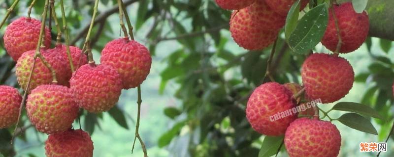 荔枝储存的正确方法 荔枝的最佳保存方法