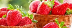 草莓是什么季节的水果 草莓是什么