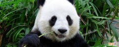 大熊猫的知识 大熊猫的知识点有哪些