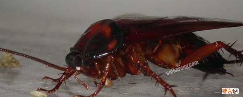 蟑螂是害虫 蟑螂为什么是害虫