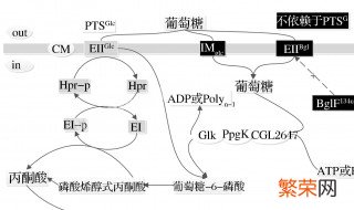 肾小管吸收葡萄糖属于 肾小管吸收葡萄糖属于什么作用