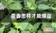 藿香怎样才能爆盆 藿香的养殖技巧