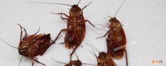 洗衣粉可不可以杀死蟑螂 洗衣粉可以杀死蟑螂吗