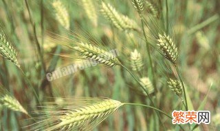 小麦的营养价值及功效与作用是什么 小麦的营养价值及功效与作用