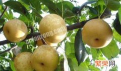苹果梨的营养价值及功效与作用 梨的营养价值及功效与作用