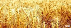小麦可以保存多长时间 用什么方法可以长期保存小麦