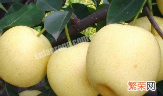 梨 苹果 营养价值及功效与作用 苹果梨的选购技巧