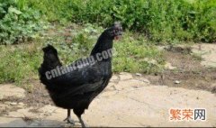 黑鸡营养价值及功效与作用及禁忌 黑鸡营养价值及功效与作用
