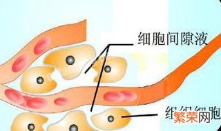 组织液来源于 组织液来源于毛细血管动脉端