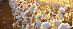 棉花的主要作用是什么 棉花的特点和作用是什么