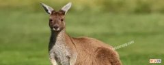 澳大利亚有哪些动物英文 澳大利亚有哪些动物