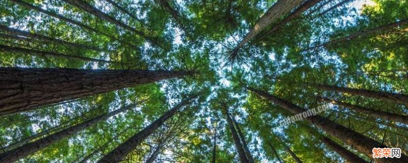 关于保护森林的一段话 保护森林的几句话