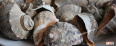大海螺怎么吃 大海螺怎么吃安全图解