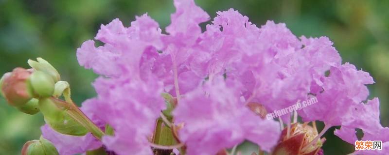 什么是限定花期 什么叫限定花期