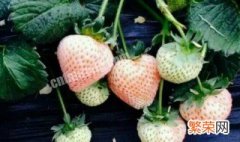 用草莓如何种草莓 用草莓如何种草莓种子