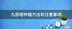 九层塔种植方法和注意事项 九层塔盆栽如何种植