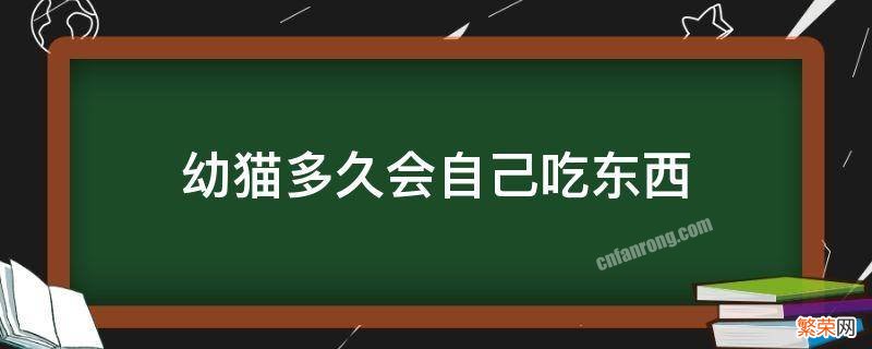 幼猫多久会自己吃东西 小猫多久会自己吃