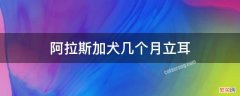 阿拉斯加犬几个月立耳 阿拉斯加幼犬几个月立耳