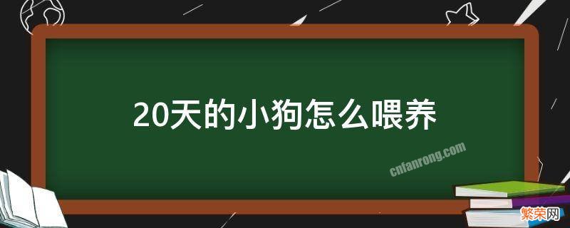 20天大的小狗如何人工喂养 20天的小狗怎么喂养