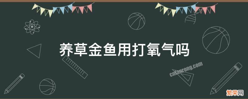 养金鱼必须打氧气吗 养草金鱼用打氧气吗