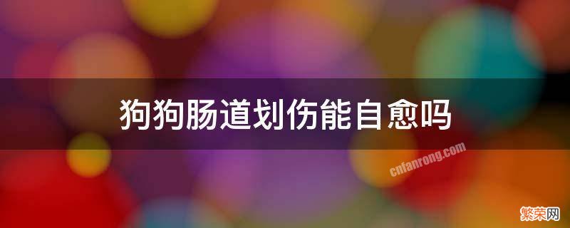 狗狗肠道划伤能自愈吗不吃东西 狗狗肠道划伤能自愈吗