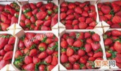 我国草莓生产现状及展望 我国生产草莓的市场优势