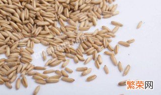 小麦粒钓鱼适用于什么季节? 麦粒适合什么季节钓鱼