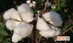 棉花的主要成分是纤维素吗 棉花的主要成分是纤维素吗为什么