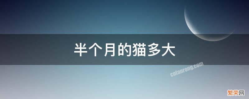 猫半个月长多少 半个月的猫多大