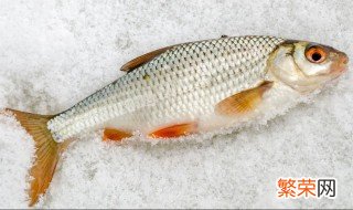 春季野钓鲫鱼饵料搭配 春季野钓鲫鱼饵料搭配图片