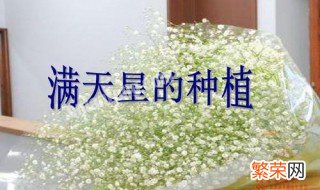 满天星好养吗，什么时候种最好? 满天星什么时候种比较好?