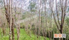 橡胶种植面积扩大对地理环境的影响 大面积种植橡胶树对当地环境影响