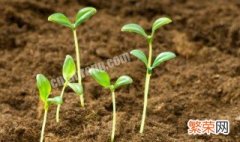 土壤增加碱性的方法 降低土壤碱性加入什么