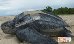 世界上体形最大的海龟是 世界上最大体型的海龟是