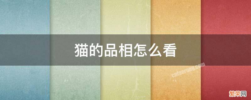 猫的品相怎么看 猫的品相怎么看才知道好不好