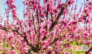 桃树开花时能浇水吗 桃树开花前浇水还是开花后浇水