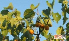 院子里能种杏树吗 杏树院子里能种不