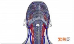 颈部的动脉在哪个位置 颈动脉的部位在哪里