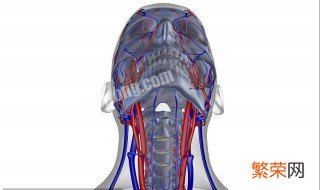 颈部的动脉在哪个位置 颈动脉的部位在哪里