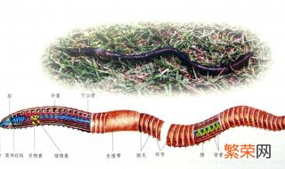 在哪里可以找到蚯蚓 冬天在哪里可以找到蚯蚓