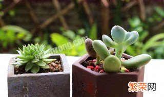 春季多肉植物怎么养护 多肉植物的春季养护方法